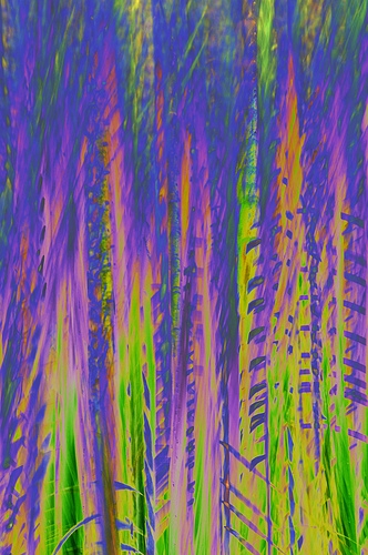 Funky Cattails.JPG